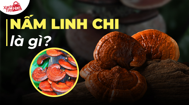 các loại nấm linh chi