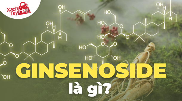 Ginsenoside là gì?